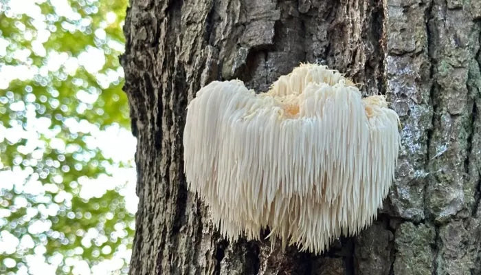 Why are Nootropic & Mushroom products so popular?