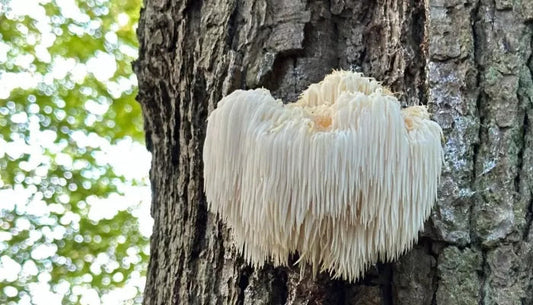 Why are Nootropic & Mushroom products so popular?